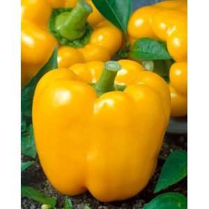 Pepper Seeds   Capsicum Annuum   1 Grams   Approx 143 Gardening Seeds 