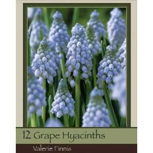  Grape Hyacinth Valerie Finnis Pack of 12 Bulbs Patio 