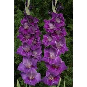  10 Violetta Gladiolus Bulbs 12 14 cm Size Bulbs Patio 