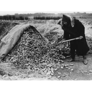Land Girls Working Gathering Seed Potatoes on a Farm During World War 