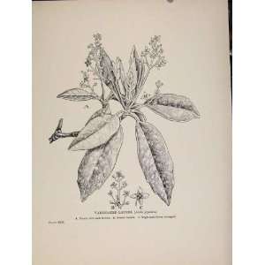   Variegated Laurel Trees And Shrubs Botanical Old Print