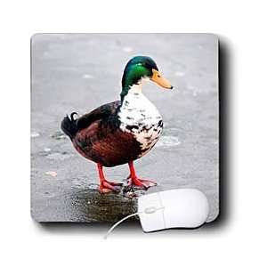   Small Animal Collection   Mallard Duck Male   Mouse Pads Electronics