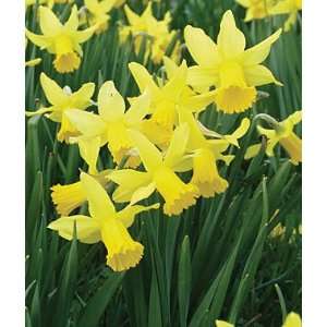 Daffodil, February Gold 10 Bulbs 