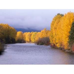  Yakima River and Trees in Autumn, Near Cle Elum, Kittitas 